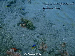 SCORPION FISH being checked out by multiple curious Damse... by Teena Cole 